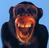 69924,1297189354,Affe.JPG