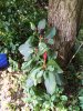 IMG_20170129_071745.jpg
