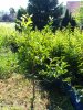 IMG_20170129_071758.jpg