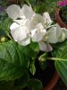 IMG_20170903_152744.jpg