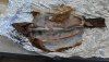 IMG-20250420-WA0001.jpg