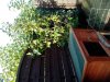 IMG_20121013_094749.jpg