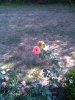 IMG_20130805_173401.jpg