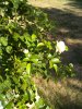 IMG_20130805_173437.jpg