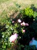 IMG_20130815_082348.jpg