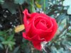 N9600_1.jpg