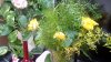 IMG_20131212_103057_1.jpg