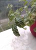 4420182_imag0012.jpg