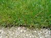 Gionee_Elife_S5.5_sample_3.jpg