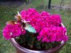 IMG_20140623_174341.jpg