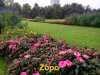 L_04_Zopo.jpg