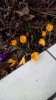 Blumen UMI(2).jpg