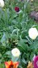 IMG_20150426_123558.jpg