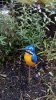 IMG_20150621_181726.jpg