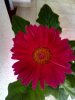 IMG_20150628_143017.jpg