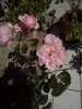 IMG_20150101_080314.jpg