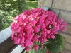 IMG_20150729_171718.jpg