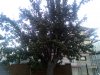 IMG_20150825_184510.jpg
