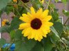 IMG_20151004_114644.jpg
