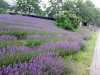 IMG_20160621_201450.jpg
