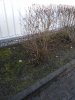 IMG_20170327_134610.jpg