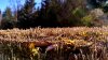 IMG_20170430_164715_HDR.jpg