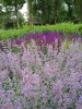 IMG_20170617_163515.jpg