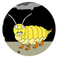 Steinlaus